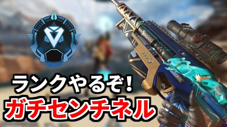 ガチセンチネルでランク マスターまでもうすぐ！ | TIE Ru, J0hn,ぐっちゃん | Apex Legends